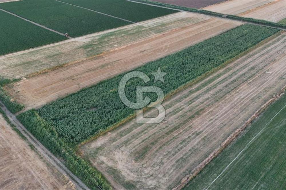 Çanakkale Ezine Mahmudiye Satılık 8.692 M² Tarla!
