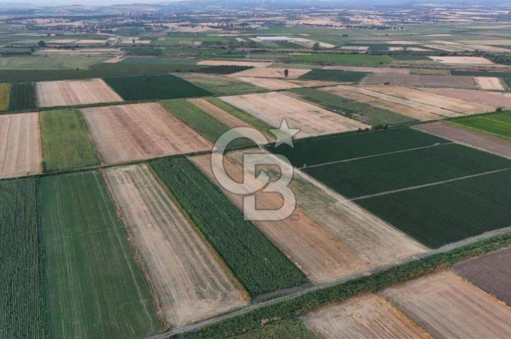 Çanakkale Ezine Mahmudiye Satılık 8.692 M² Tarla!
