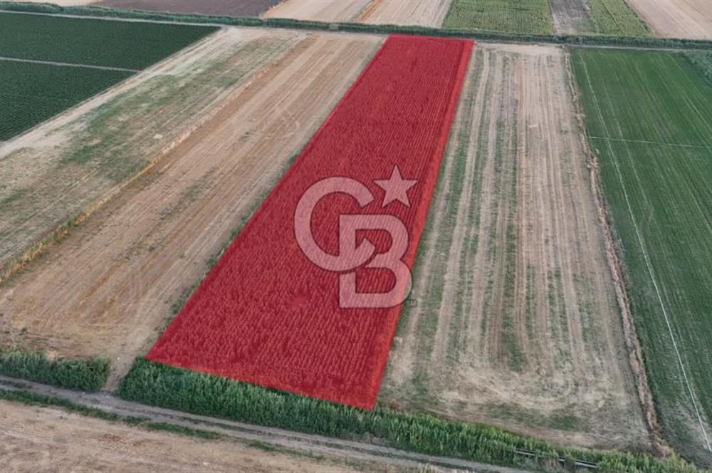 Çanakkale Ezine Mahmudiye Satılık 8.692 M² Tarla!