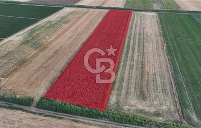 Çanakkale Ezine Mahmudiye Satılık 8.692 M² Tarla!