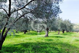 GÖMEÇ KARAAĞAÇ ‘TA SATILIK ZEYTİNLİK - 1 - 367698
