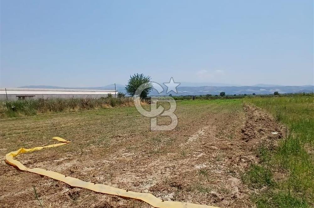 Aydın Köşk Yavuzköy de satılık tarla