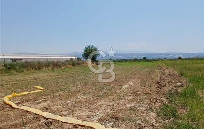 Aydın Köşk Yavuzköy de satılık tarla