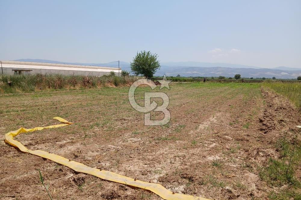 Aydın Köşk Yavuzköy de satılık tarla