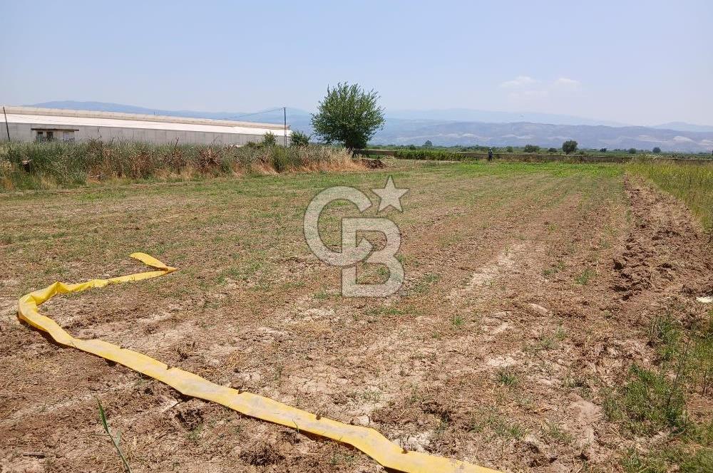Aydın Köşk Yavuzköy de satılık tarla