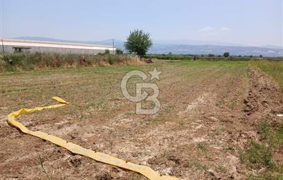 Aydın Köşk Yavuzköy de satılık tarla