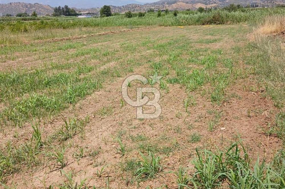 Aydın Köşk Yavuzköy de satılık tarla