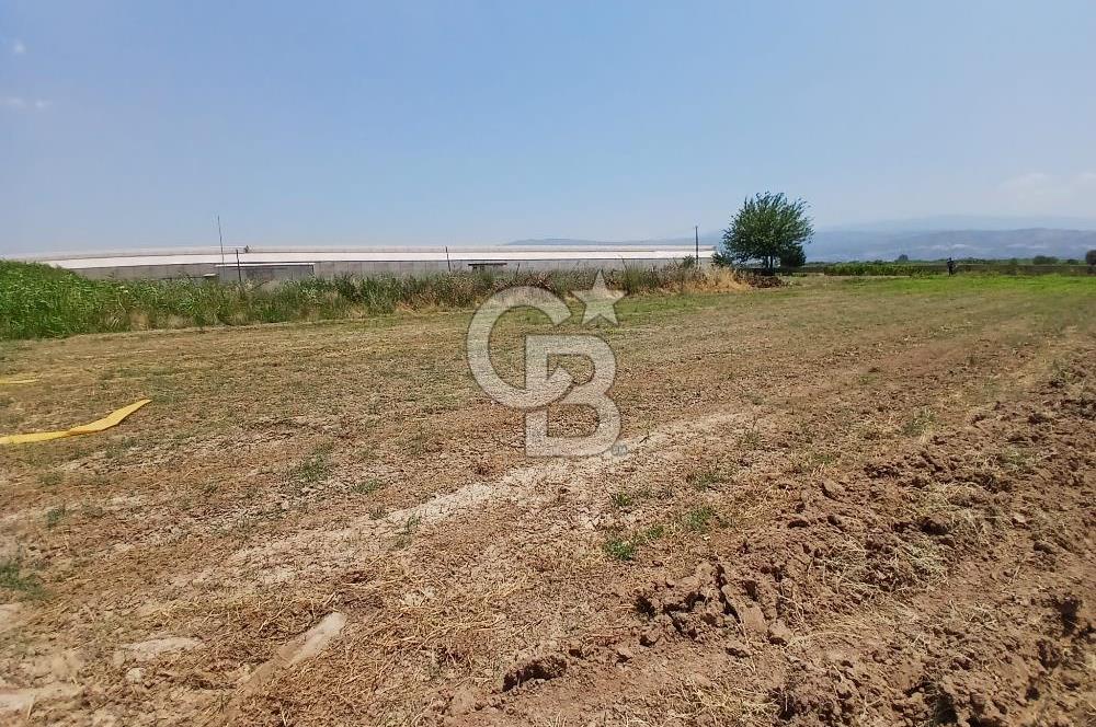 Aydın Köşk Yavuzköy de satılık tarla