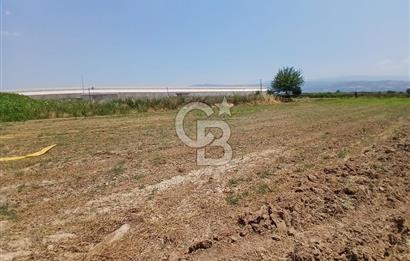 Aydın Köşk Yavuzköy de satılık tarla