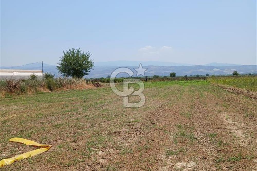 Aydın Köşk Yavuzköy de satılık tarla