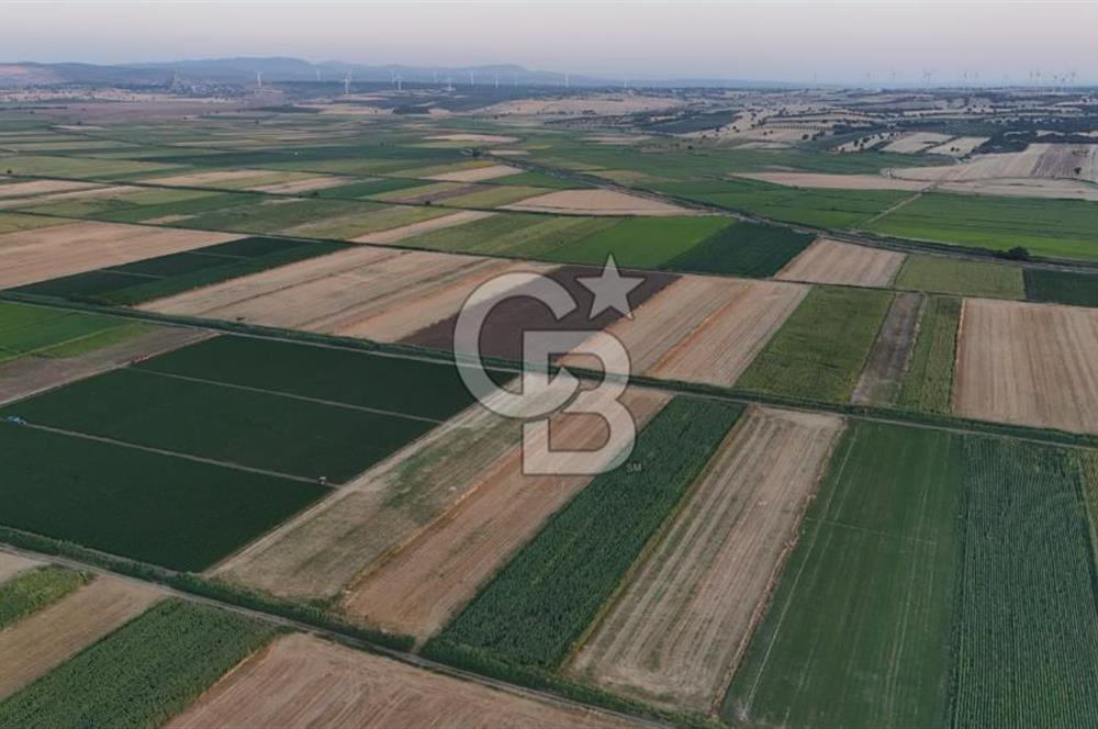 Çanakkale Ezine Mahmudiye Satılık 8.692 M² Tarla!