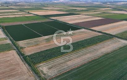 Çanakkale Ezine Mahmudiye Satılık 8.692 M² Tarla!