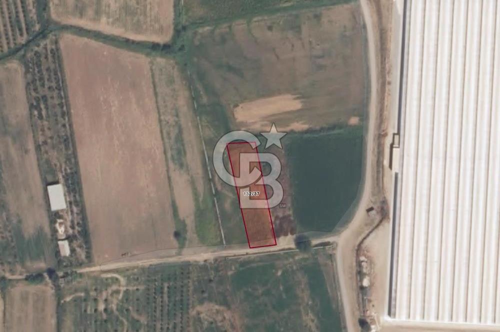 Aydın Köşk Yavuzköy de satılık tarla