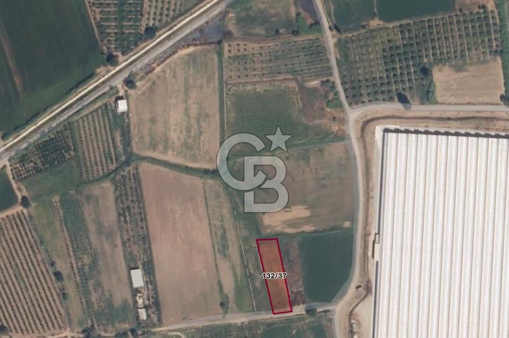 Aydın Köşk Yavuzköy de satılık tarla