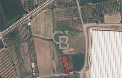 Aydın Köşk Yavuzköy de satılık tarla