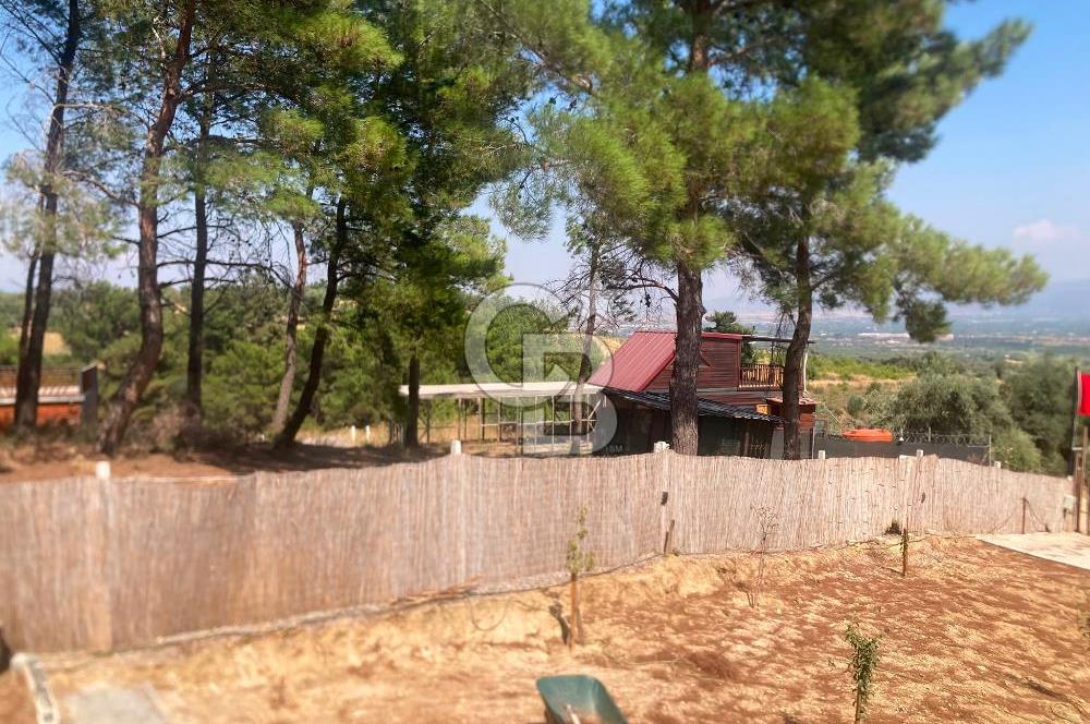Kemalpaşa Çambel Mevki Zeytinlik-Hisseli ve Bungalov Ev