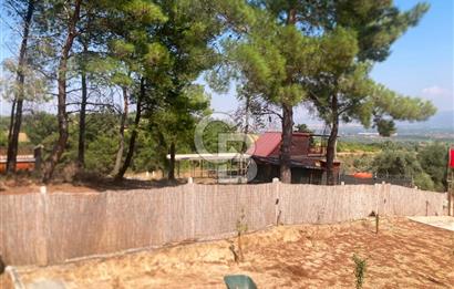 Kemalpaşa Çambel Mevki Zeytinlik-Hisseli ve Bungalov Ev