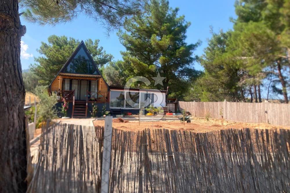Kemalpaşa Çambel Mevki Zeytinlik-Hisseli ve Bungalov Ev
