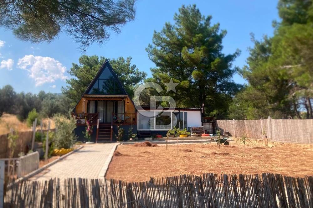 Kemalpaşa Çambel Mevki Zeytinlik-Hisseli ve Bungalov Ev