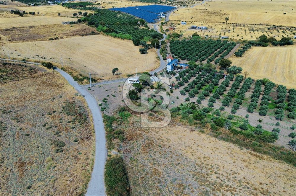 Foça Kocamehmetler Mah. Satılık Tek Tapu Tarla