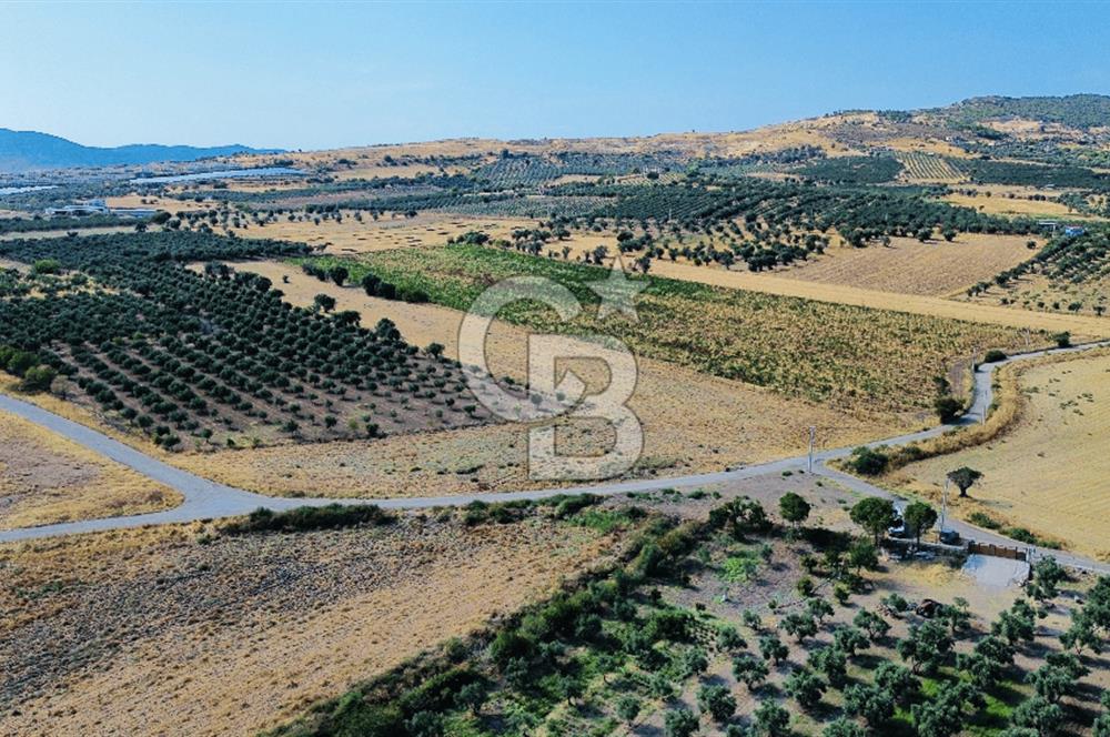 Foça Kocamehmetler Mah. Satılık Tek Tapu Tarla