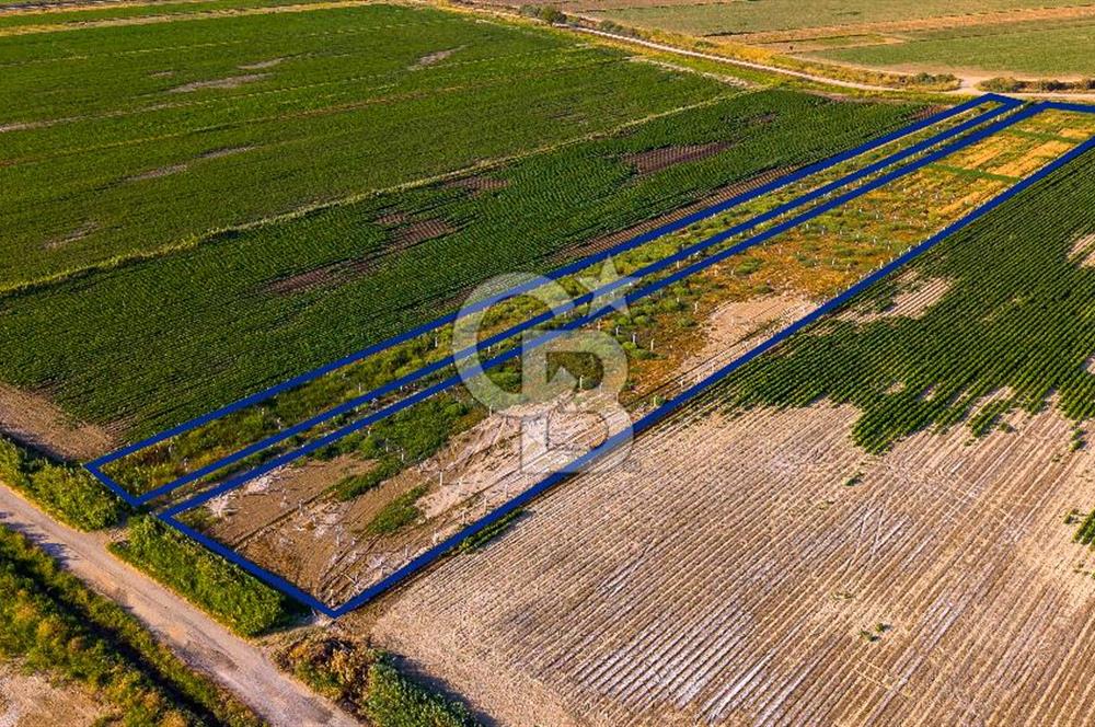 Foça Yenibağarası'nda Satılık Hisseli Tarla