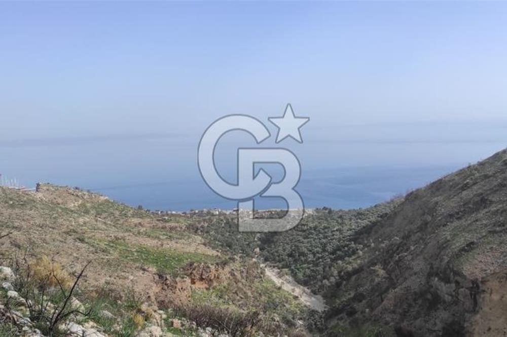 Milas Ören Türkevleri'nde 11.200 Zeytinli Tarla