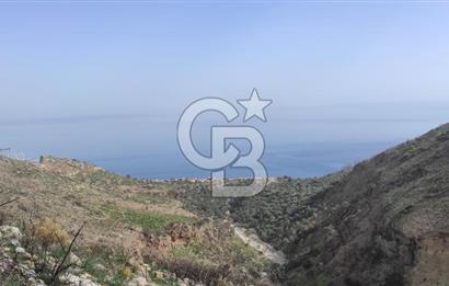 Milas Ören Türkevleri'nde 11.200 Zeytinli Tarla