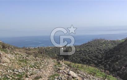 Milas Ören Türkevleri'nde 11.200 Zeytinli Tarla