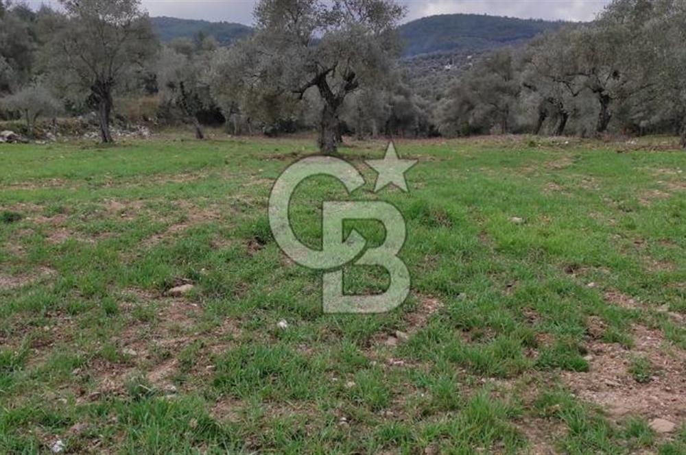 Milas Karacahisar'da Satılık 10.500 m2 Tarla