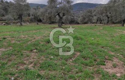 Milas Karacahisar'da Satılık 10.500 m2 Tarla