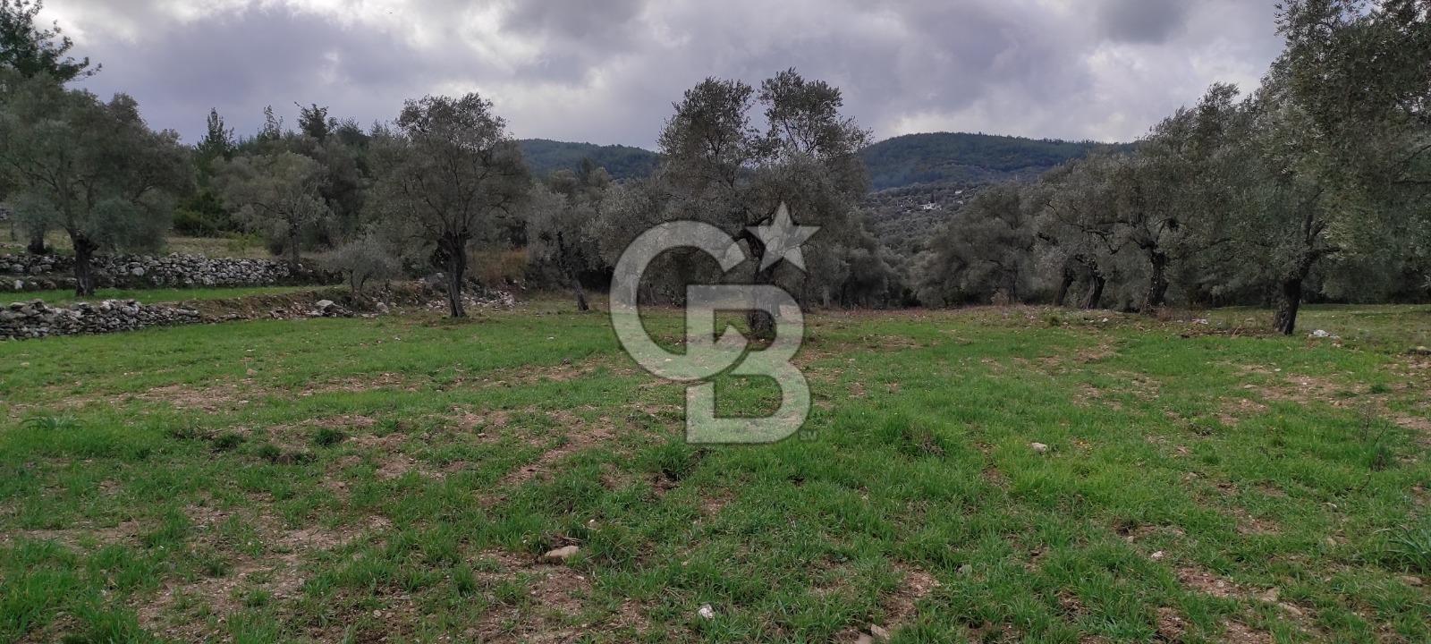 Milas Karacahisar'da Satılık 10.500 m2 Tarla