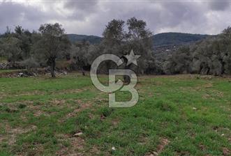 Milas Karacahisar'da Satılık 10.500 m2 Tarla - 3 - 367987