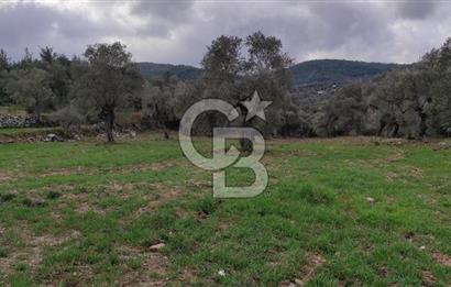 Milas Karacahisar'da Satılık 10.500 m2 Tarla