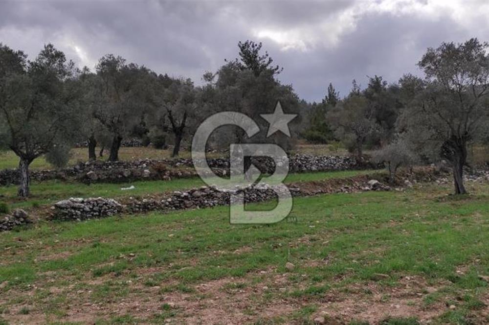 Milas Karacahisar'da Satılık 10.500 m2 Tarla