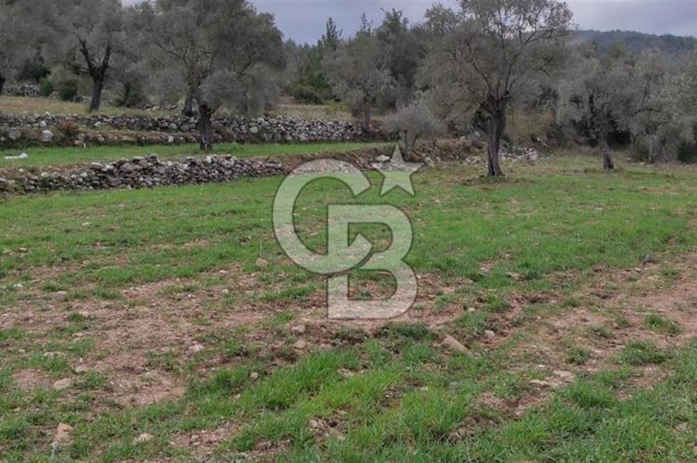 Milas Karacahisar'da Satılık 10.500 m2 Tarla