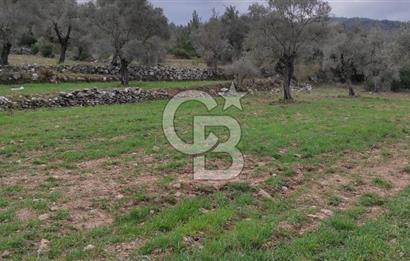 Milas Karacahisar'da Satılık 10.500 m2 Tarla