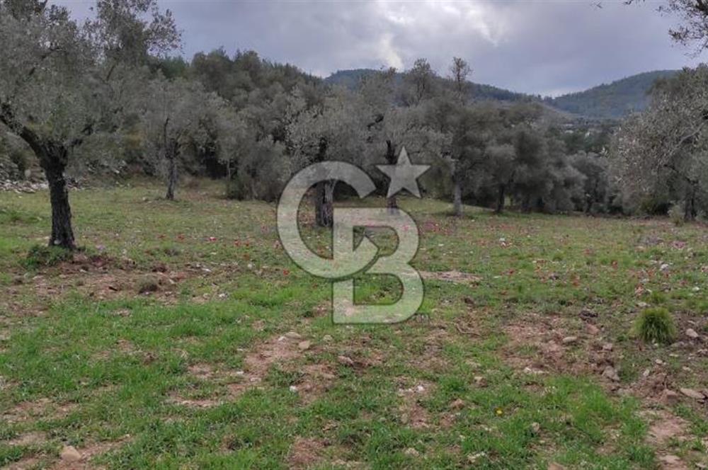 Milas Karacahisar'da Satılık 10.500 m2 Tarla