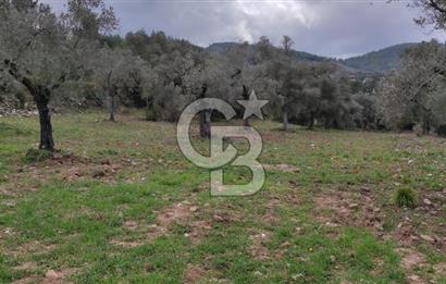 Milas Karacahisar'da Satılık 10.500 m2 Tarla
