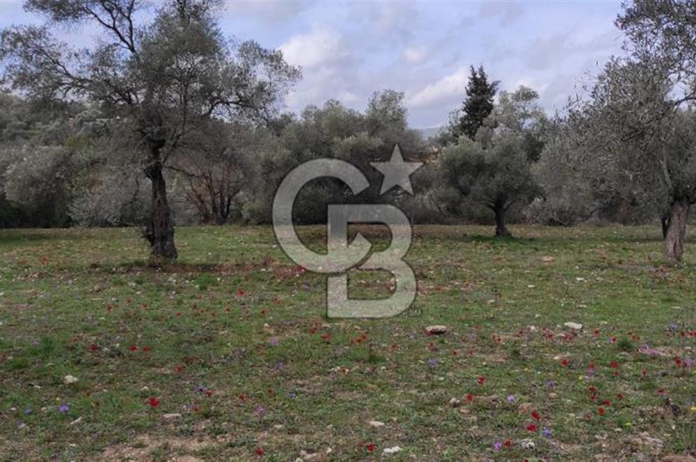 Milas Karacahisar'da Satılık 10.500 m2 Tarla
