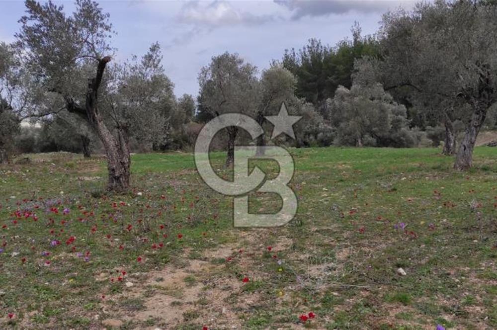 Milas Karacahisar'da Satılık 10.500 m2 Tarla