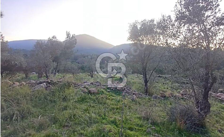Urla Zeytinler'de Satılık Tarla 