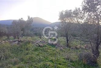Urla Zeytinler'de Satılık Tarla  - 2 - 368029
