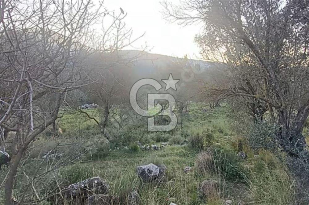 Urla Zeytinler'de Satılık Tarla 