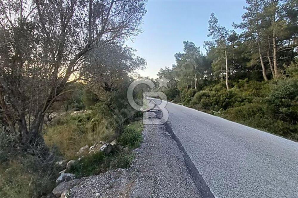 Urla Zeytinler'de Satılık Tarla 