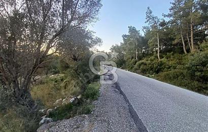 Urla Zeytinler'de Satılık Tarla 