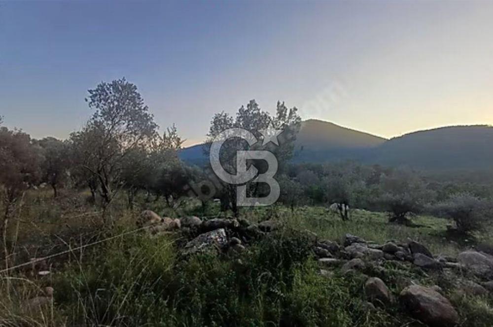 Urla Zeytinler'de Satılık Tarla 