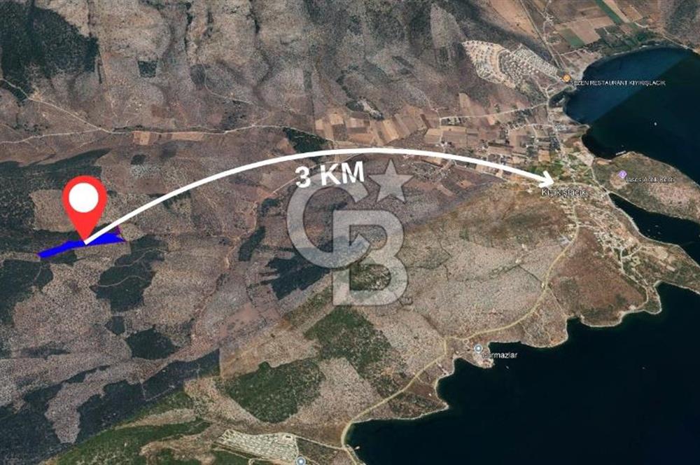Milas Kıyıkışlacık Satılık Zeytinlik
