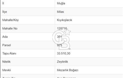 Milas Kıyıkışlacık Satılık Zeytinlik