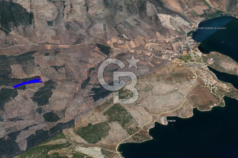 Milas Kıyıkışlacık Satılık Zeytinlik